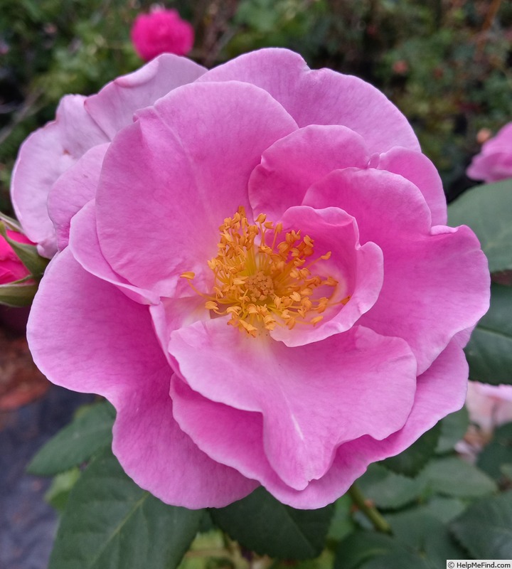 'Lucky (floribunda, Fryer, 2007)' rose photo