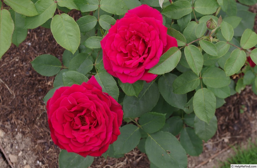 'Erotika ®' rose photo