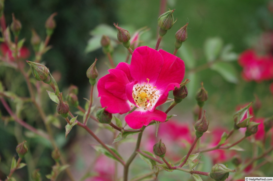'Rouge Meillandécor ®' rose photo