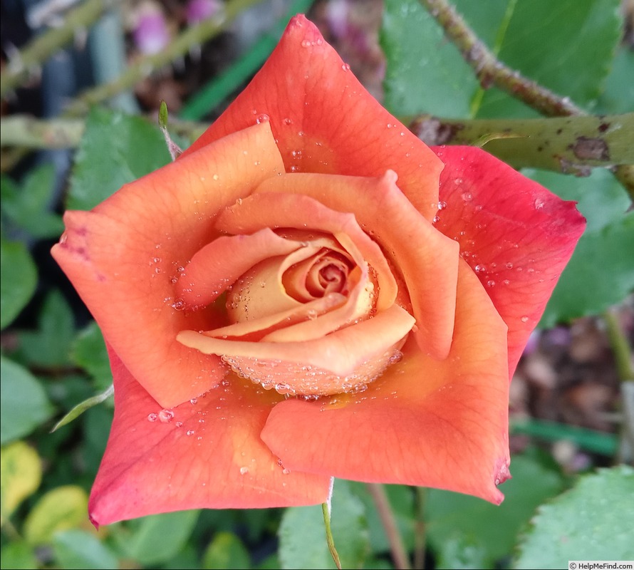 'Spirit Dance' rose photo