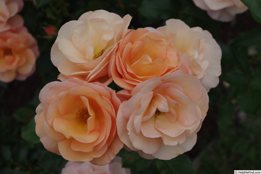 'Portorož ®' rose photo