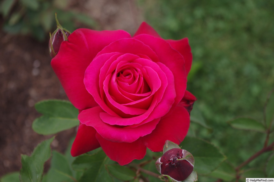 'Alec's Red® (hybrid tea, Cocker, 1970)' rose, click to enlarge 'Alec's Red® (hybrid tea, Cocker, 1970)' rose photo