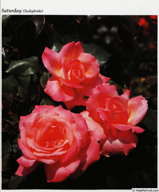 'Saturday ®' rose photo