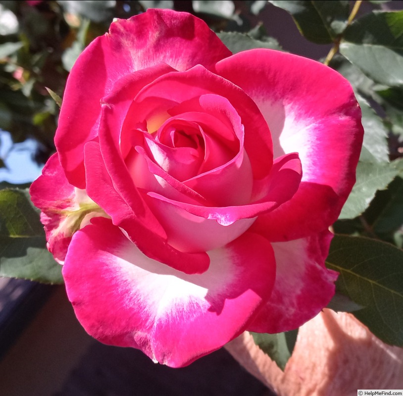 'Dina Gee' rose photo