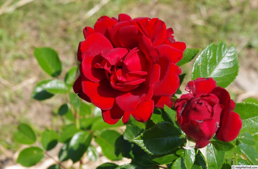 'Jugendliebe ®' rose photo