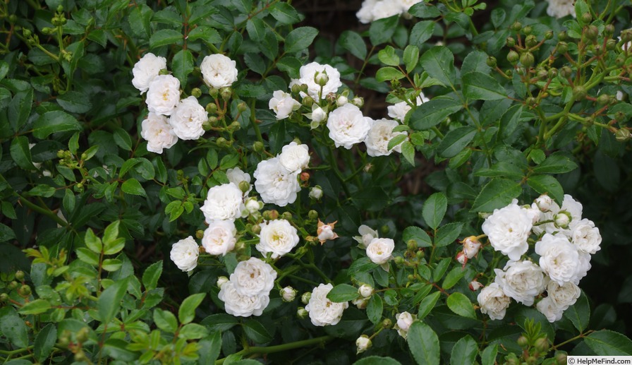 'The Fairy Blanc' rose photo