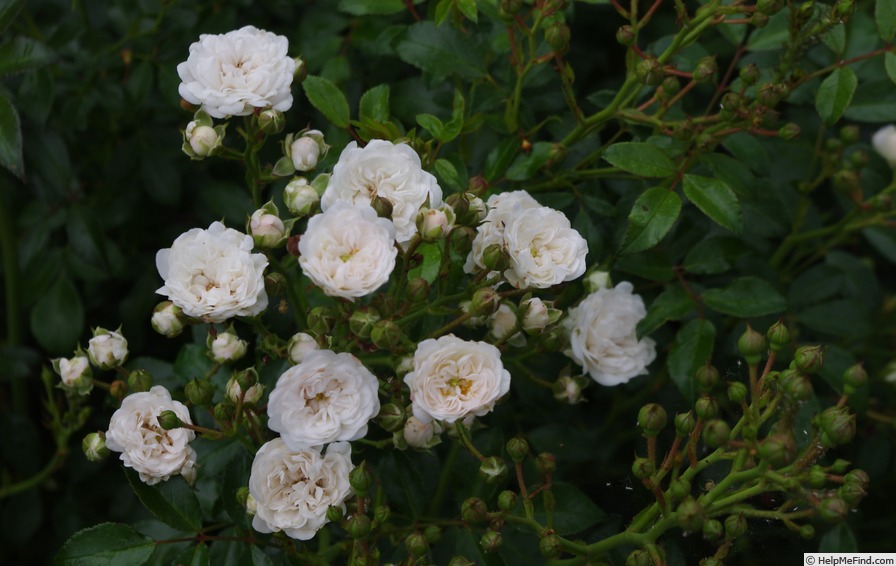 'The Fairy Blanc' rose photo
