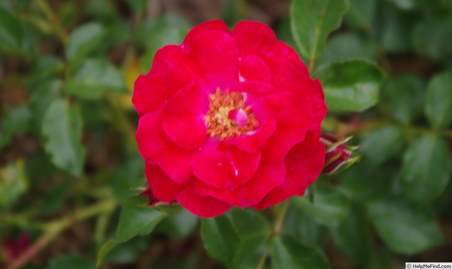 'Rotilia ® (floribunda, Kordes, 1992/ 2000)' rose photo