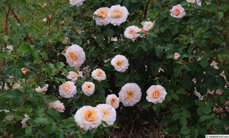 'Schloss Eutin ® Fairy Tale' rose photo