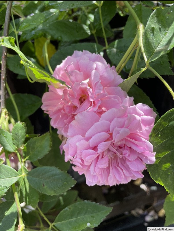 'Primrose Sistau' rose photo