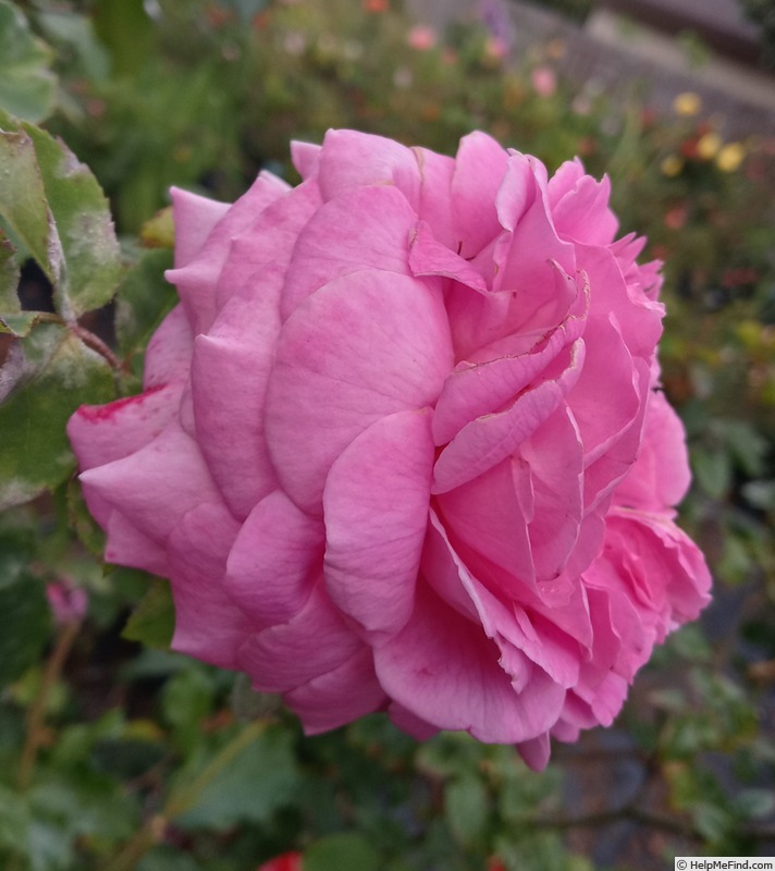'Baronne Prévost (Hybrid Perpetual, Desprez, 1841)' rose photo
