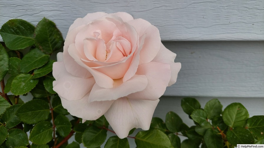'First Crush™' rose photo