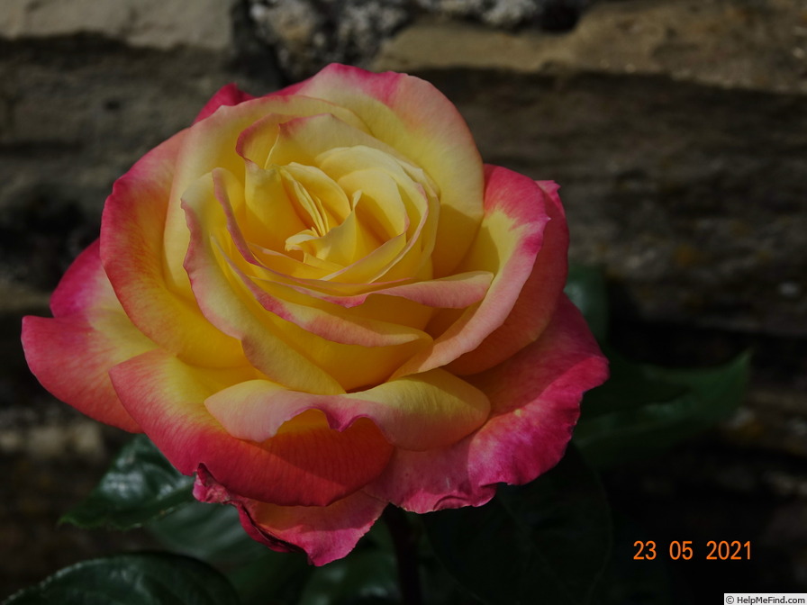 'Pullman Orient Express ®' rose photo