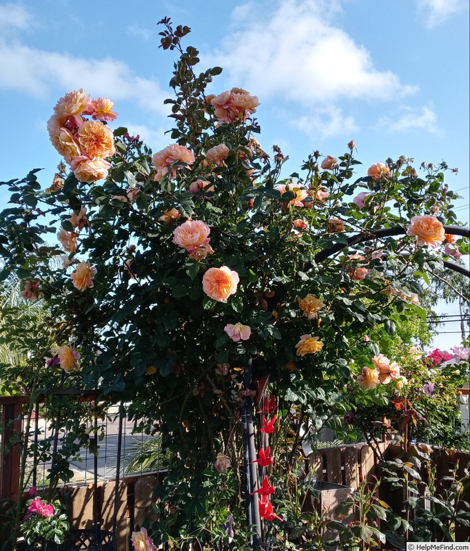 'The Impressionist ™ (shrub, Clements 2000)' rose photo