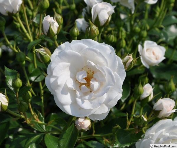 'Bridal Tiara' rose photo