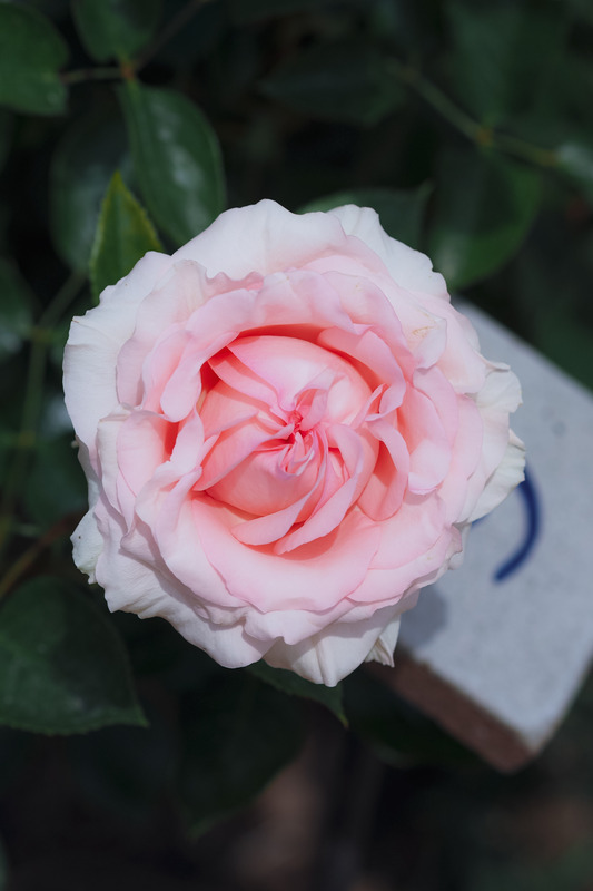 'Donatella (hybrid tea, Meilland Richardier, 2009)' rose photo