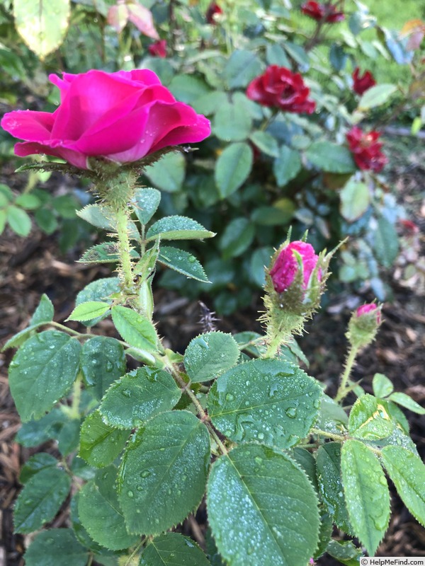 'Old Red Moss' rose photo