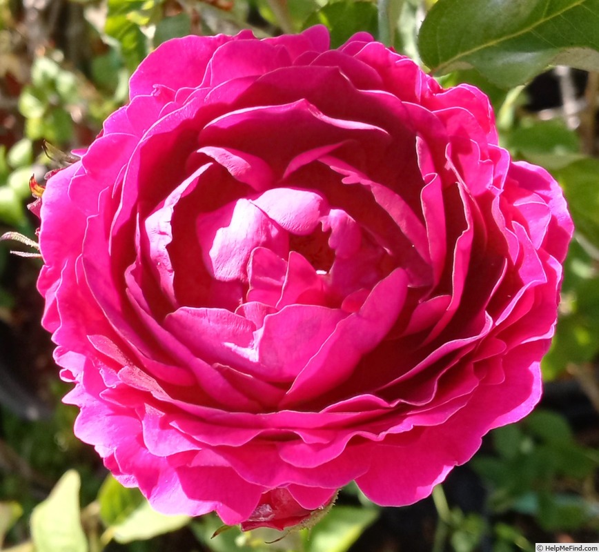 'Monsieur Boncenne' rose photo