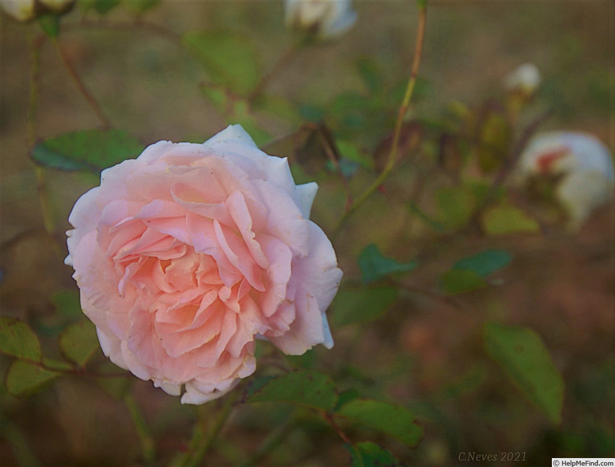 'Ji Nang' rose photo