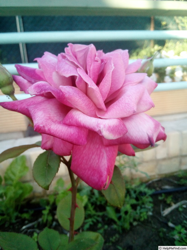 'Orchid Masterpiece' rose photo