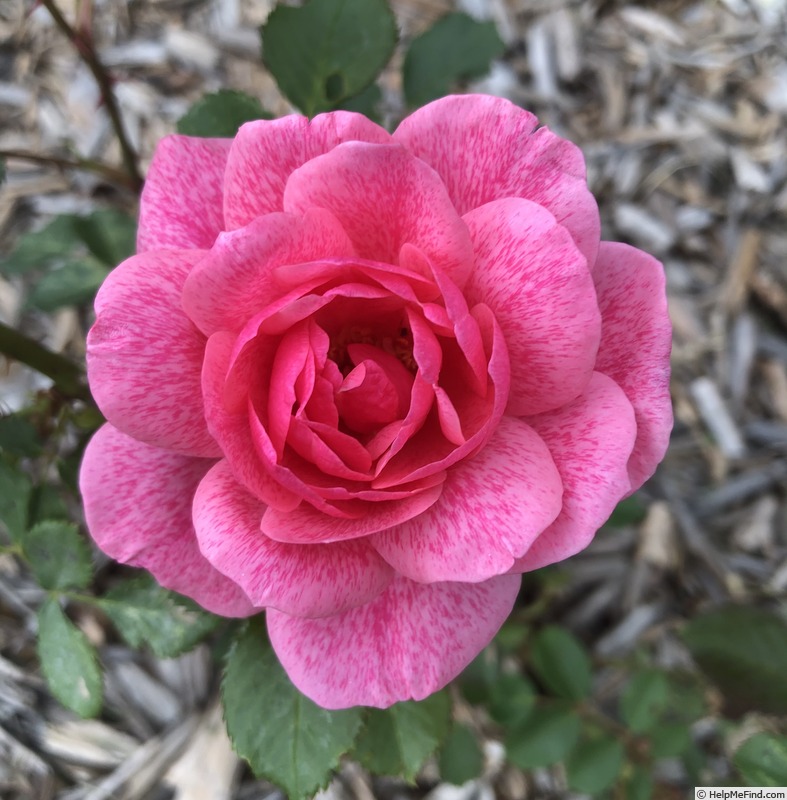 'Prairie Lass' rose photo