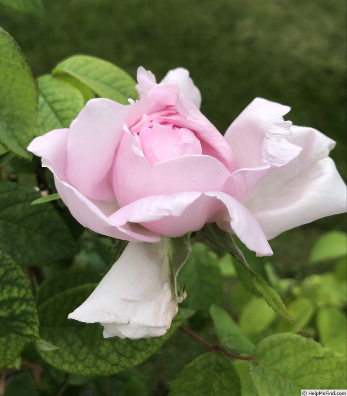 'Enfant de France (Hybrid Perpetual, Lartay, 1860)' rose photo