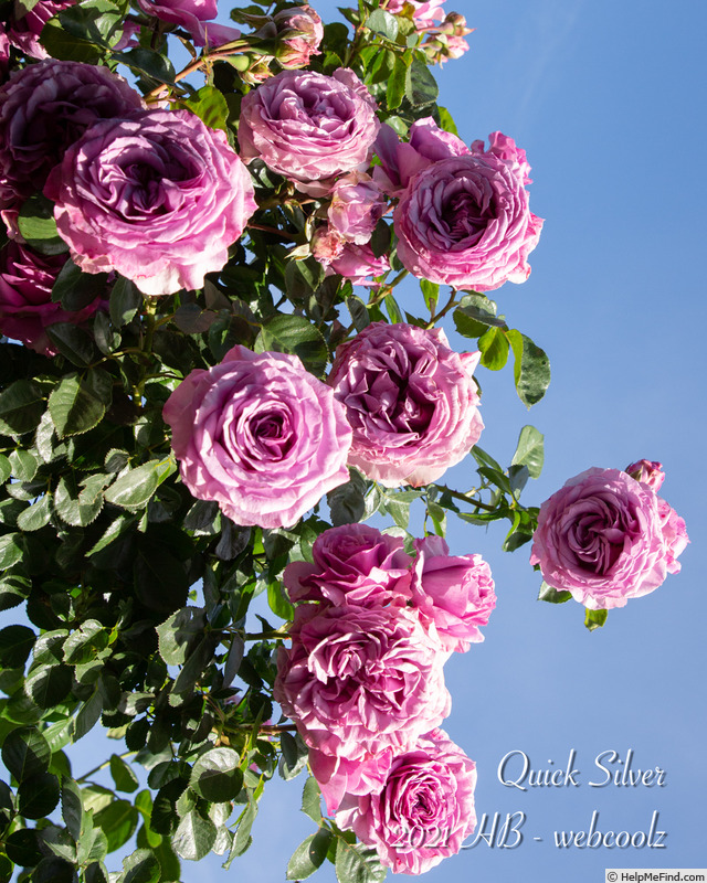 'Quick Silver (climber, Kordes 2004)' rose photo