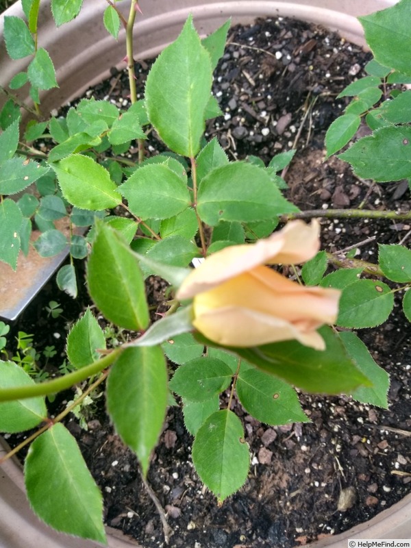 'Molly Sharman-Crawford' rose photo