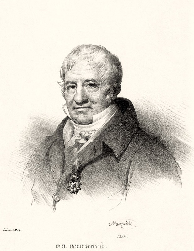 'Redouté, Pierre-Joseph'  photo