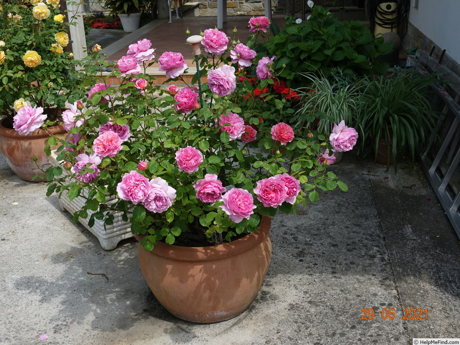 'Princess Alexandra of Kent' rose photo