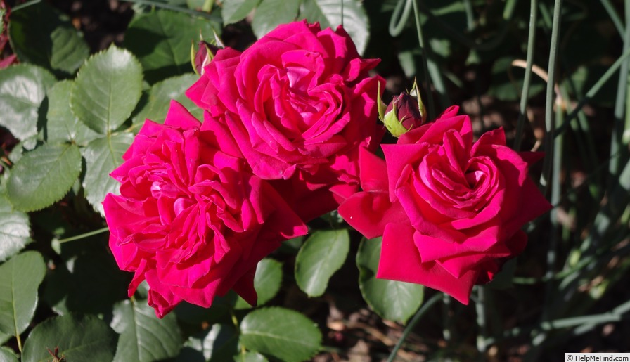 'Karl Herbst' rose photo
