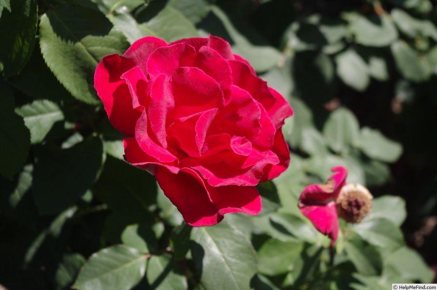 'Erika Pluhar' rose photo