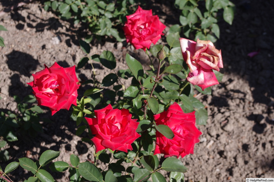 'Lidka' rose photo