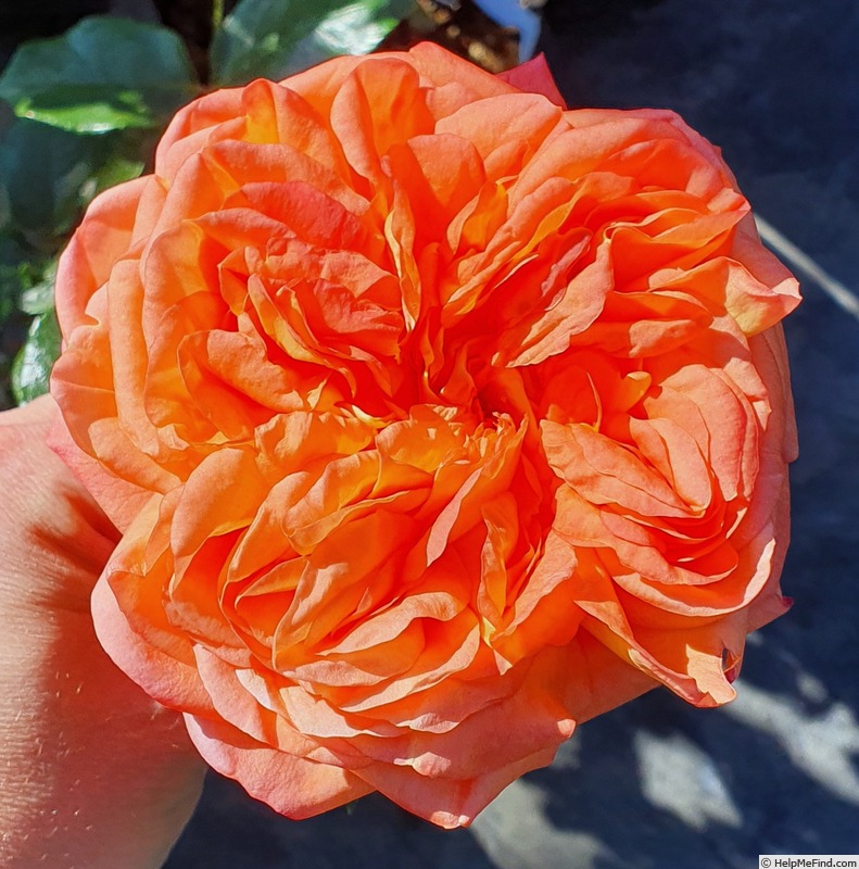 'McHardy' rose photo
