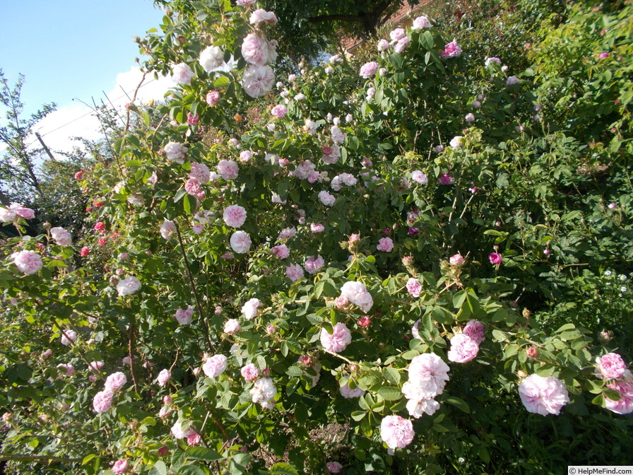 'Bellard (gallica, Unknown, pre 1846)' rose, click to enlarge 'Bellard (gallica, Unknown, pre 1846)' rose photo