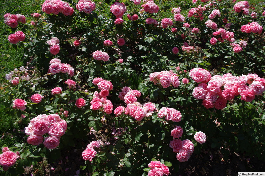 'Kimono ®' rose photo