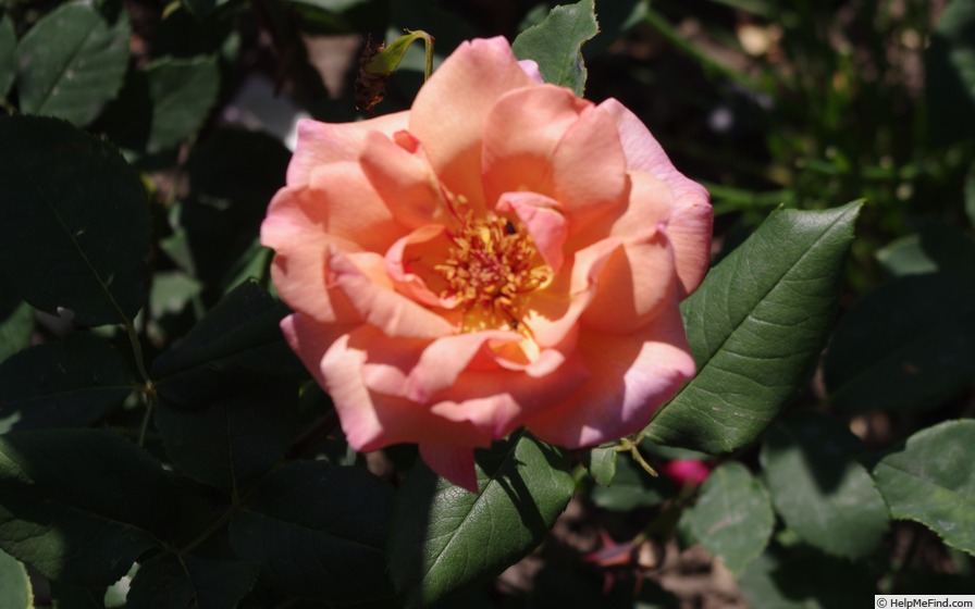 'Michèle Meilland' rose photo