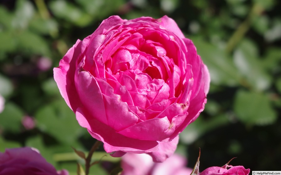 'Jitrenka (hybrid wich., Mikes, 1933)' rose photo