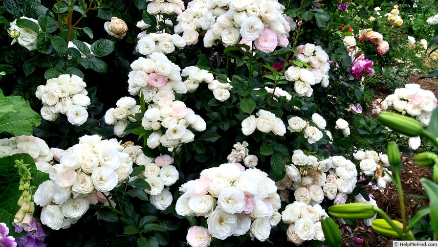 'Bouquet Parfait ® (Hybrid Musk, Lens, 1989)' rose photo