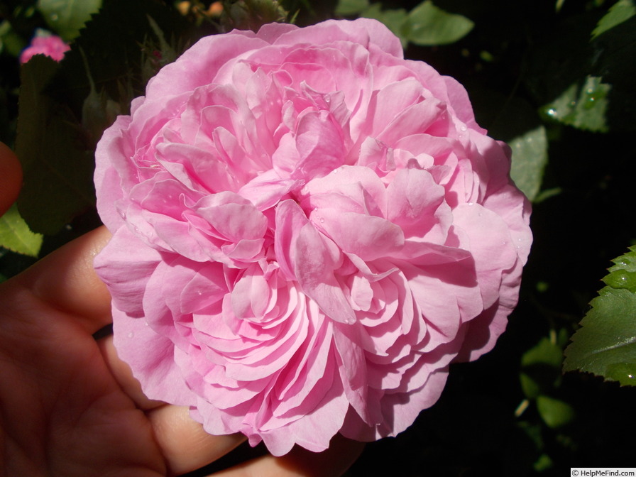 'Sidonie (damask perpetual, Vibert, by 1847)' rose photo