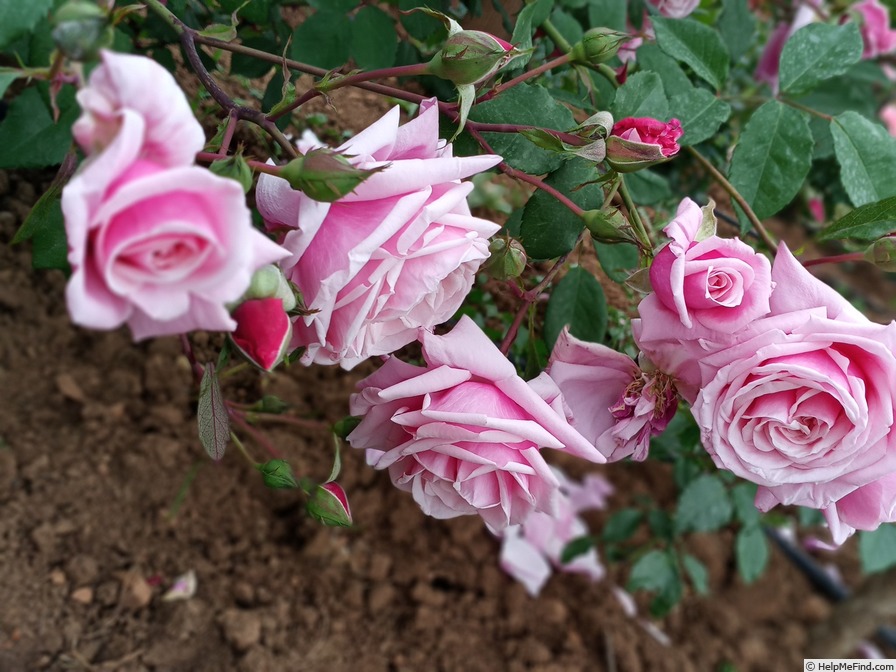 'Blossomtime (Large Flowered Climber, O'Neal, 1951)' rose, click to enlarge 'Blossomtime (Large Flowered Climber, O'Neal, 1951)' rose photo