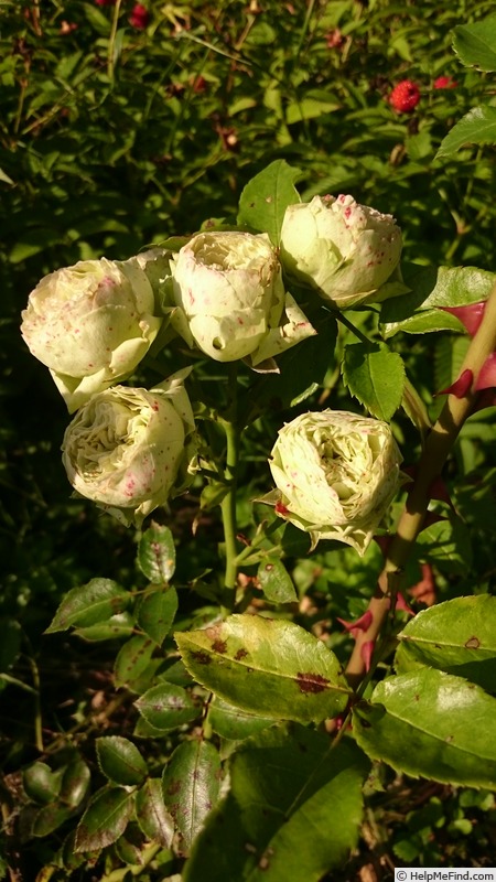 'Pronto' rose photo
