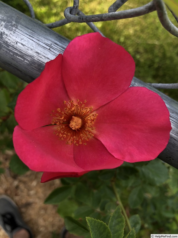 'The Passions' rose photo