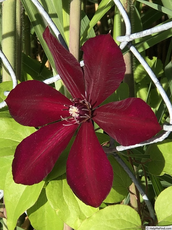 'Westerplatte' clematis photo