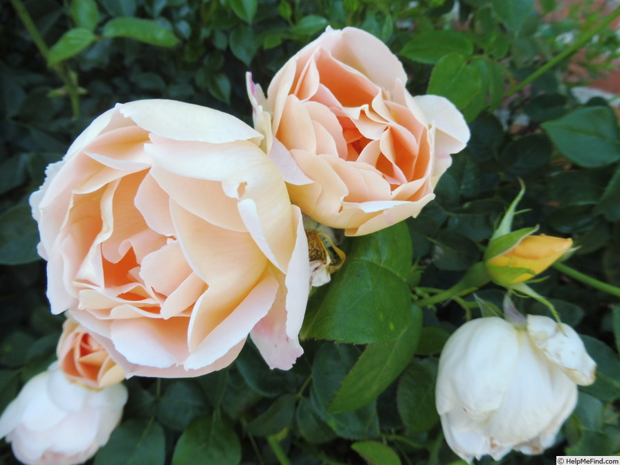 'Coniston' rose photo