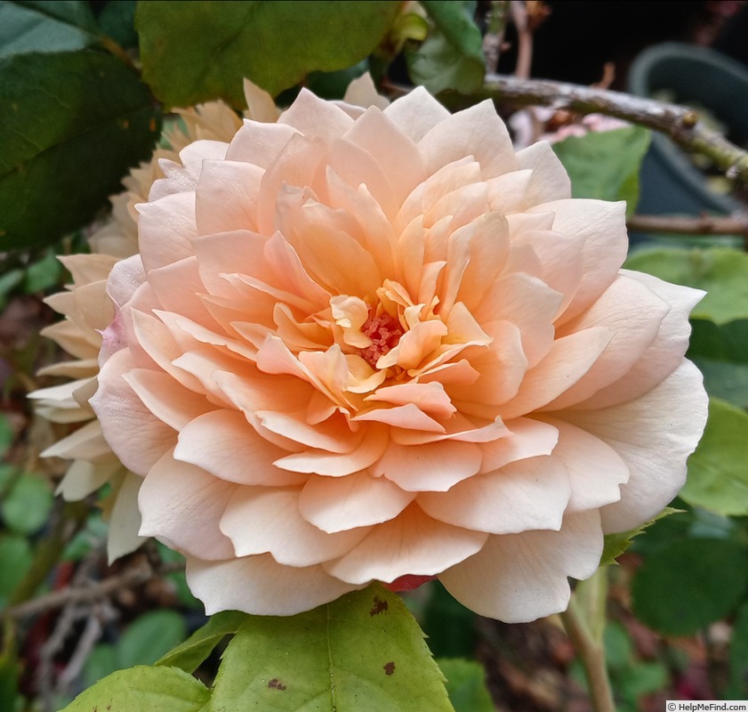 'Grace ® ™ (English Rose, Austin 2001)' rose photo