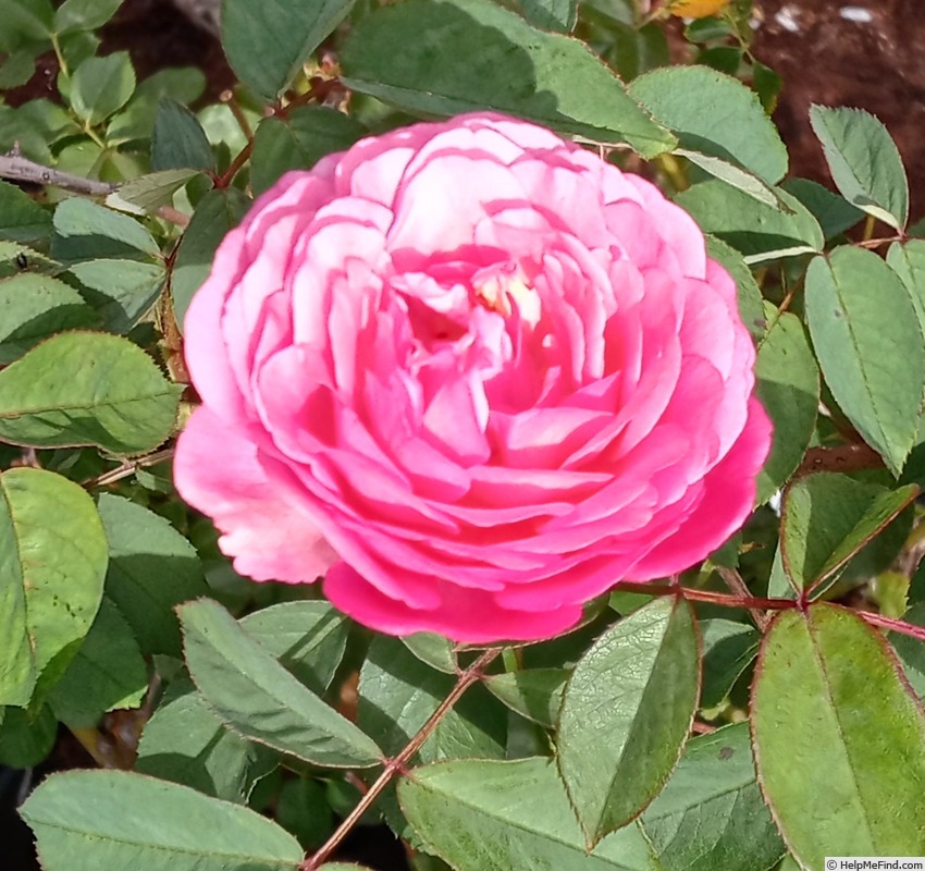 'Ina an' Mona' rose photo