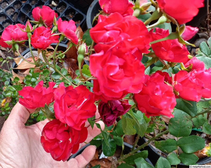 'Ruby Meidiland ®' rose photo