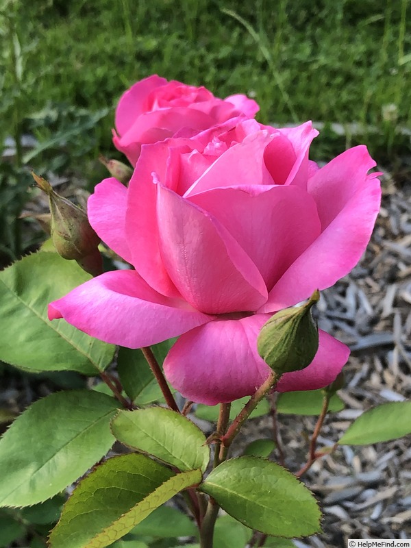 'Prairie Breeze' rose photo