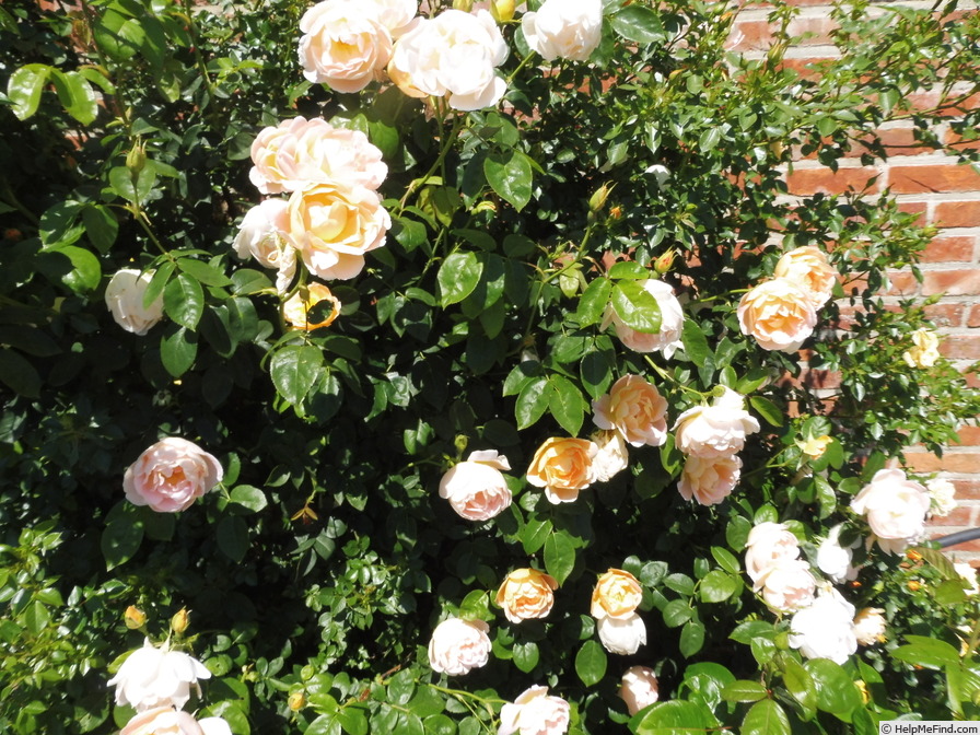 'Coniston' rose photo